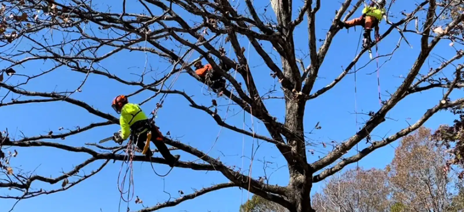 Transform Your Trees
With Tree Trimming Services