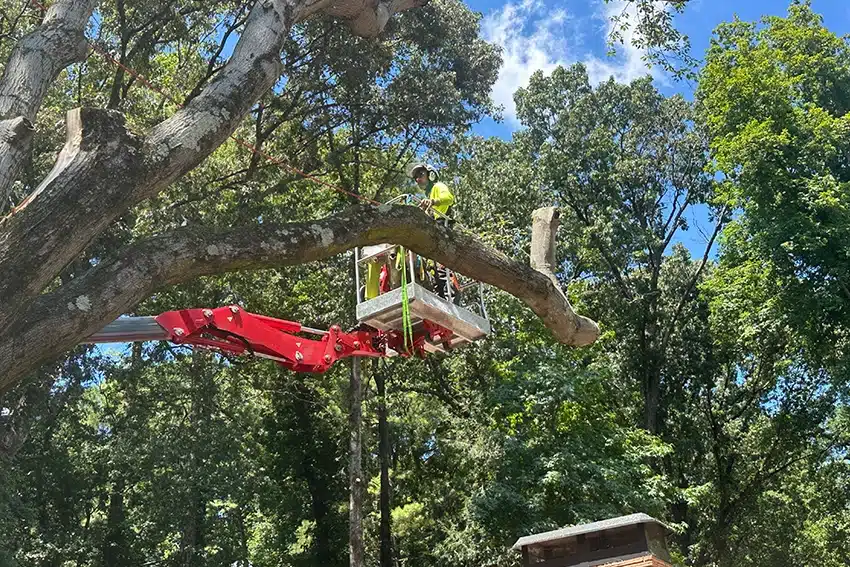 Tree being trimmed