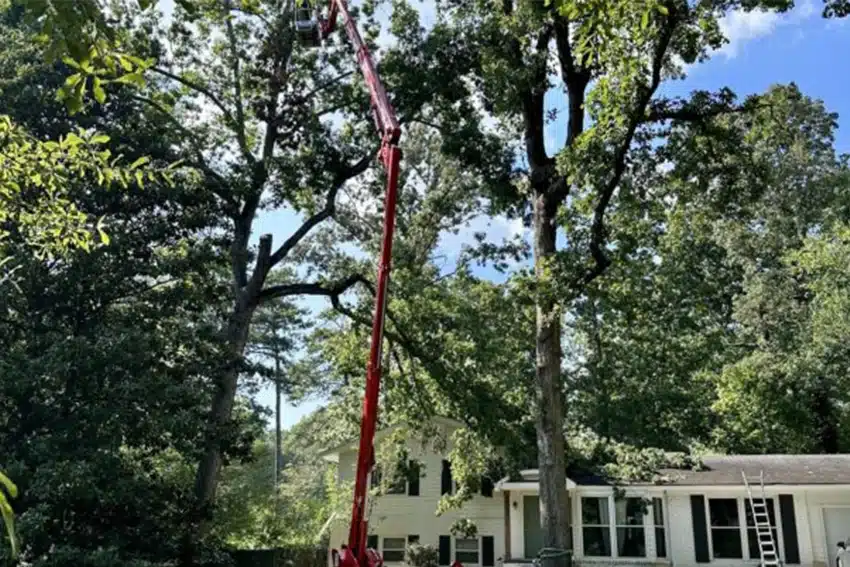 tree service equipment