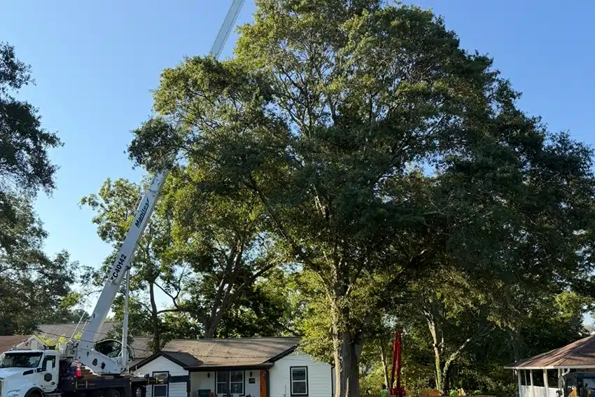 unhealthy tree removal